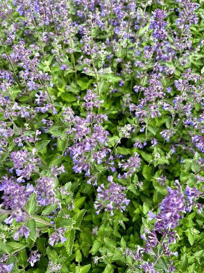 Catmint Nepeta cataria Seeds – Catnip Herb