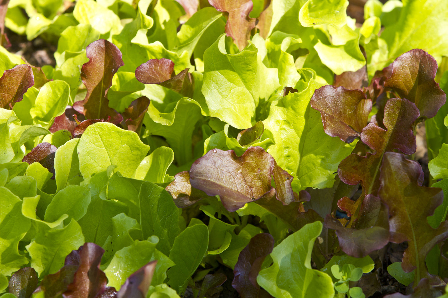 Lettuce Mixed Seeds - Baby Leaf Salad Leaves