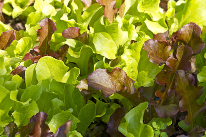 Lettuce Mixed Seeds - Baby Leaf Salad Leaves