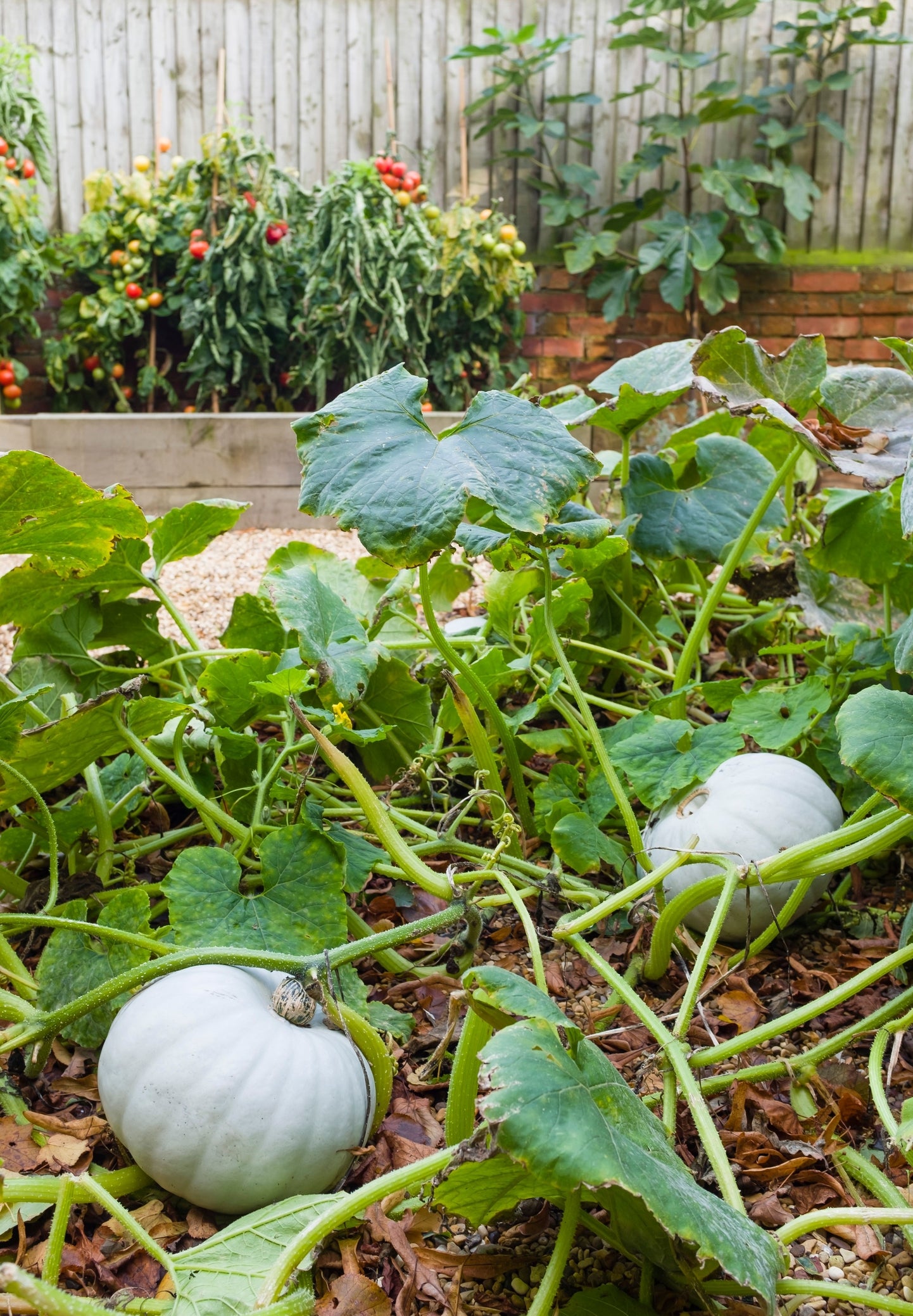Winter Squash Crown Prince Seeds