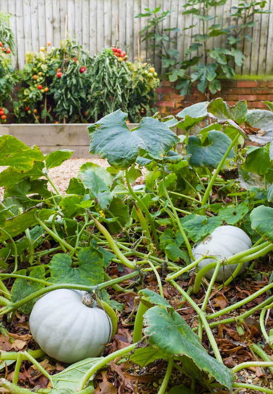 Winter Squash Crown Prince Seeds