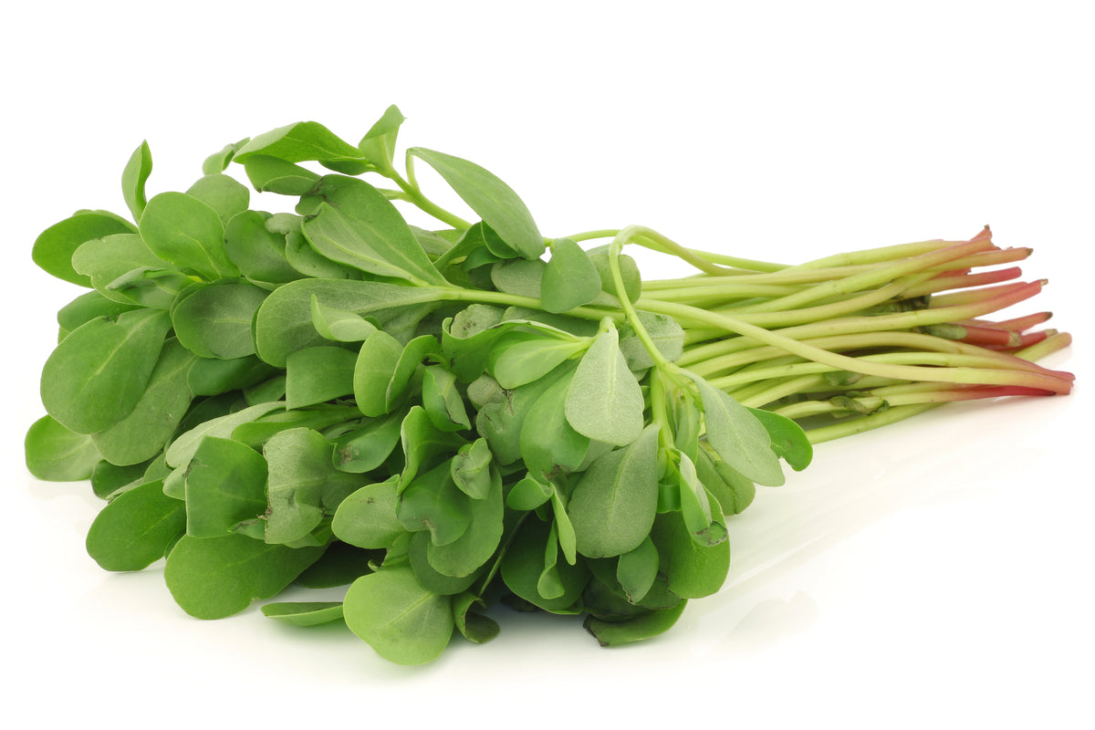 Winter Purslane