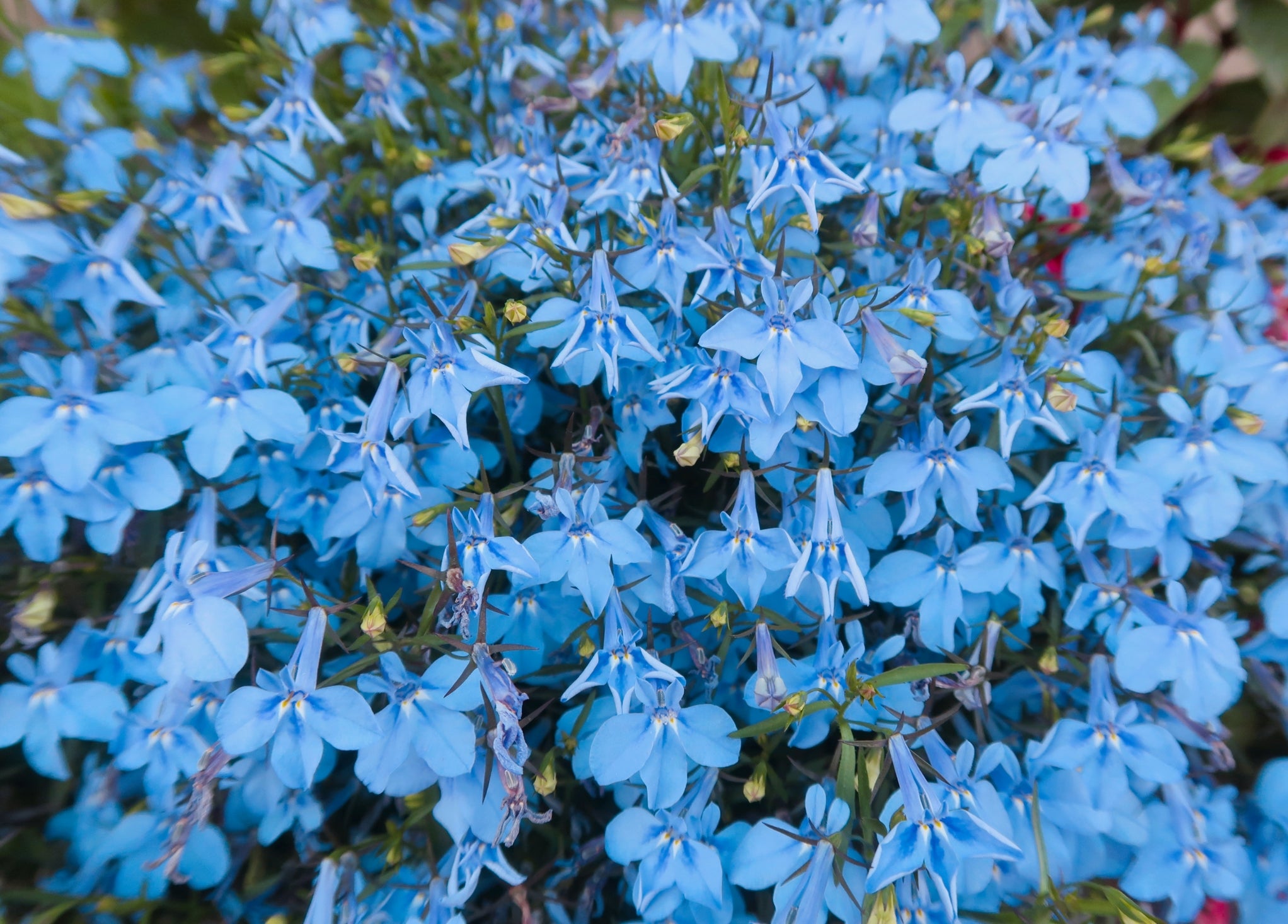 Lobelia Regatta Blue Sky Seeds – 1000 Seeds – Trailing Annual Flower