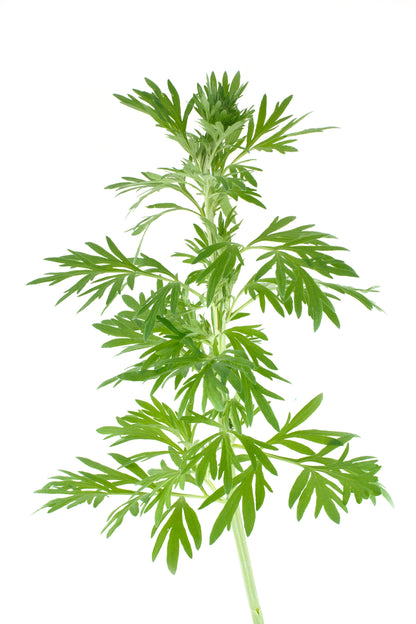 Wormwood Artemisia absinthium Seeds