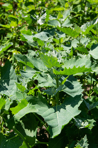 Good King Henry Seeds - Poor Man’s Asparagus -Blitum bonus-henricus