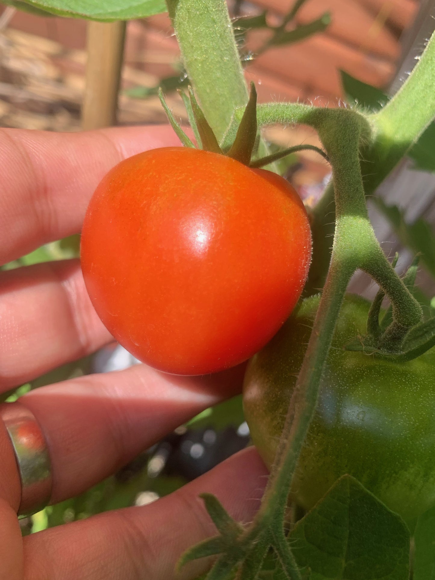 Tomato Moneymaker Seeds