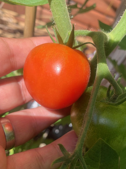 Tomato Moneymaker Seeds