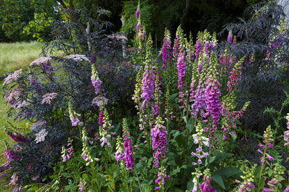 Common Foxglove Seeds – Digitalis purpurea