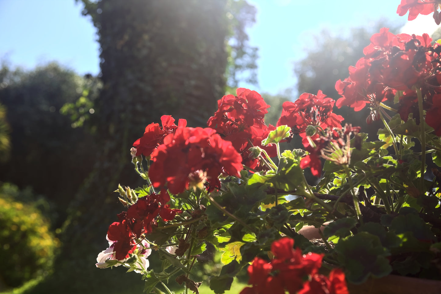 Geranium Horizon F1 Red Seeds