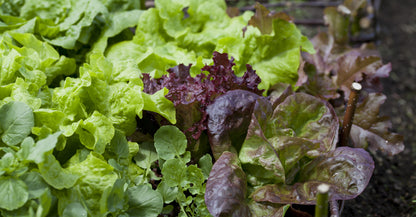 Lettuce Mixed Seeds - Baby Leaf Salad Leaves
