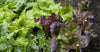 Lettuce Mixed Baby Leaf Salad