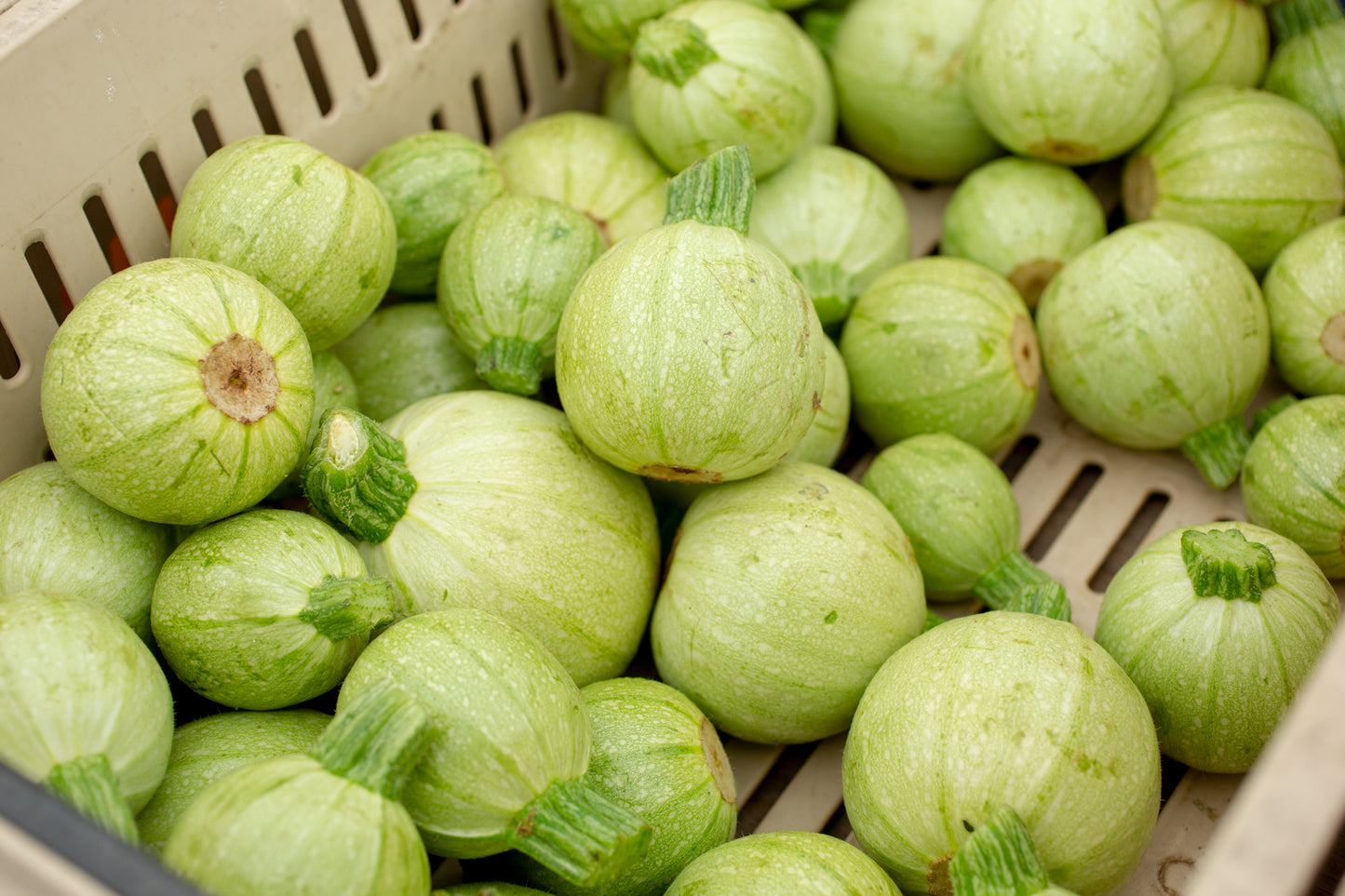 Courgette Cue Ball F1 Seeds - Early Round Squash Variety