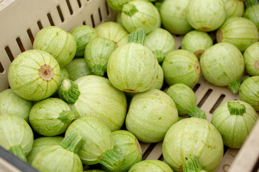 Courgette Cue Ball F1 Seeds - Early Round Squash Variety