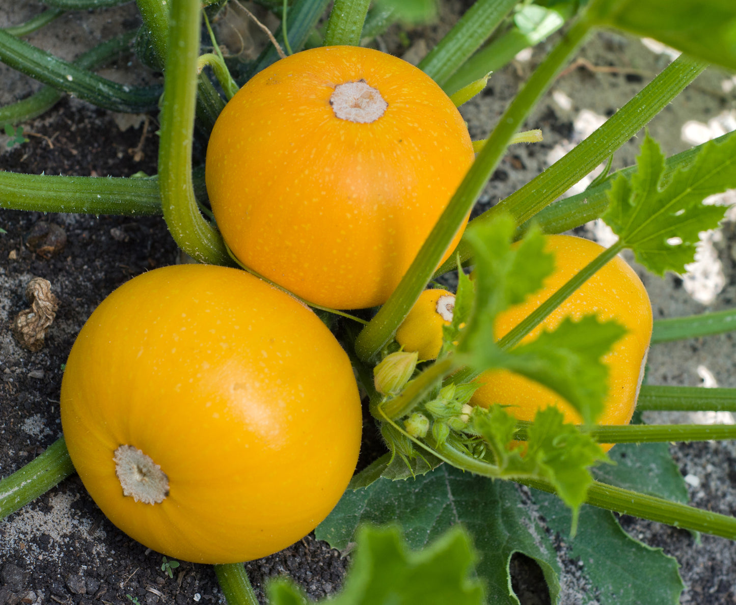 Courgette One Ball F1 Seeds