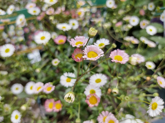 Erigeron karvinskianus ‘Stallone’ Seeds – Mexican Fleabane Perennial