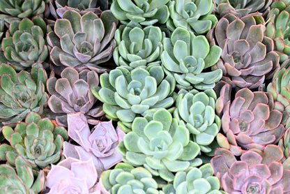 Sempervivum Mixed Seeds