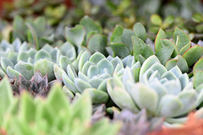 Sempervivum Mixed Seeds
