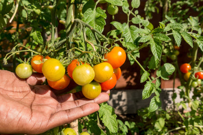 Tomato Gardener's Delight Seeds