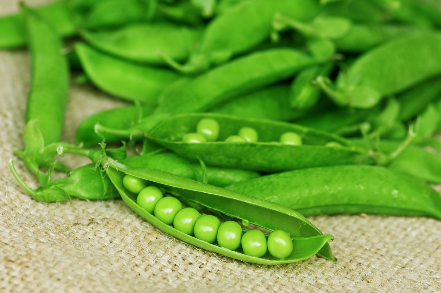 Pea Lincoln Seeds