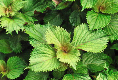 Perilla Shiso Green Seeds