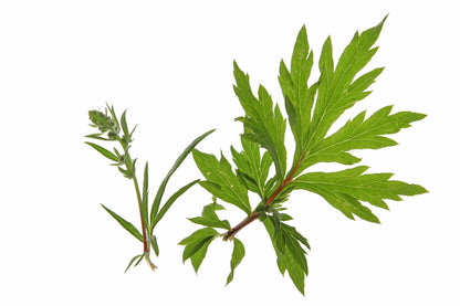 Wormwood Artemisia absinthium Seeds