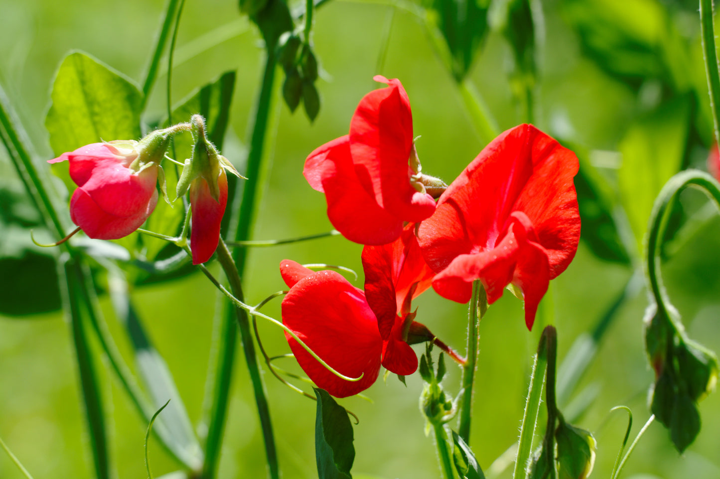 Sweet Pea Old Spice King Edward VII Seeds