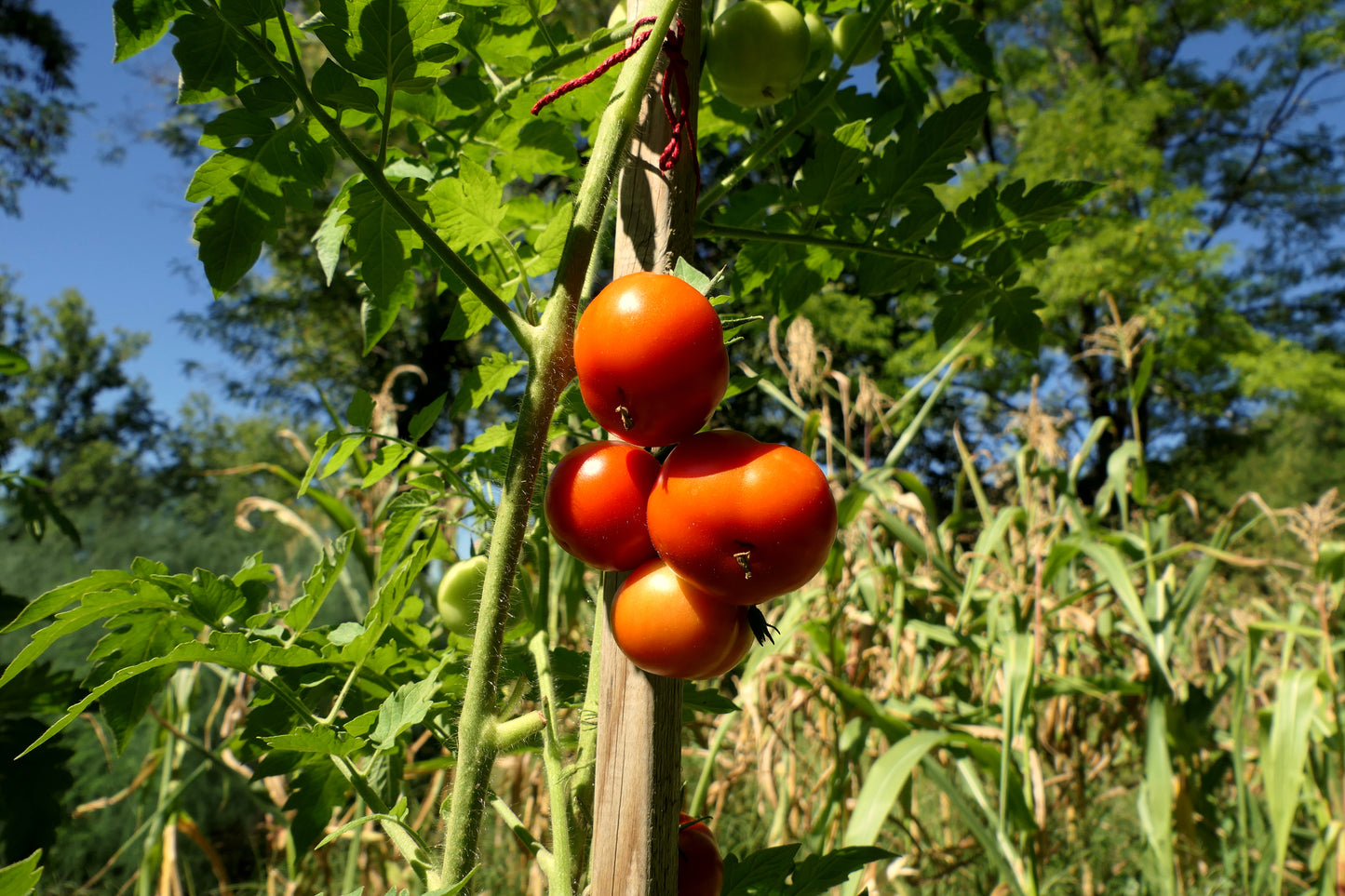 Tomato Moneymaker Seeds