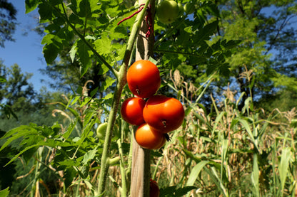 Tomato Moneymaker Seeds