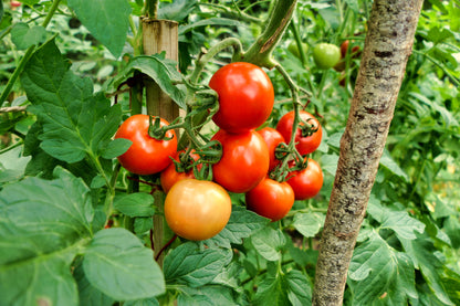 Tomato Moneymaker Seeds