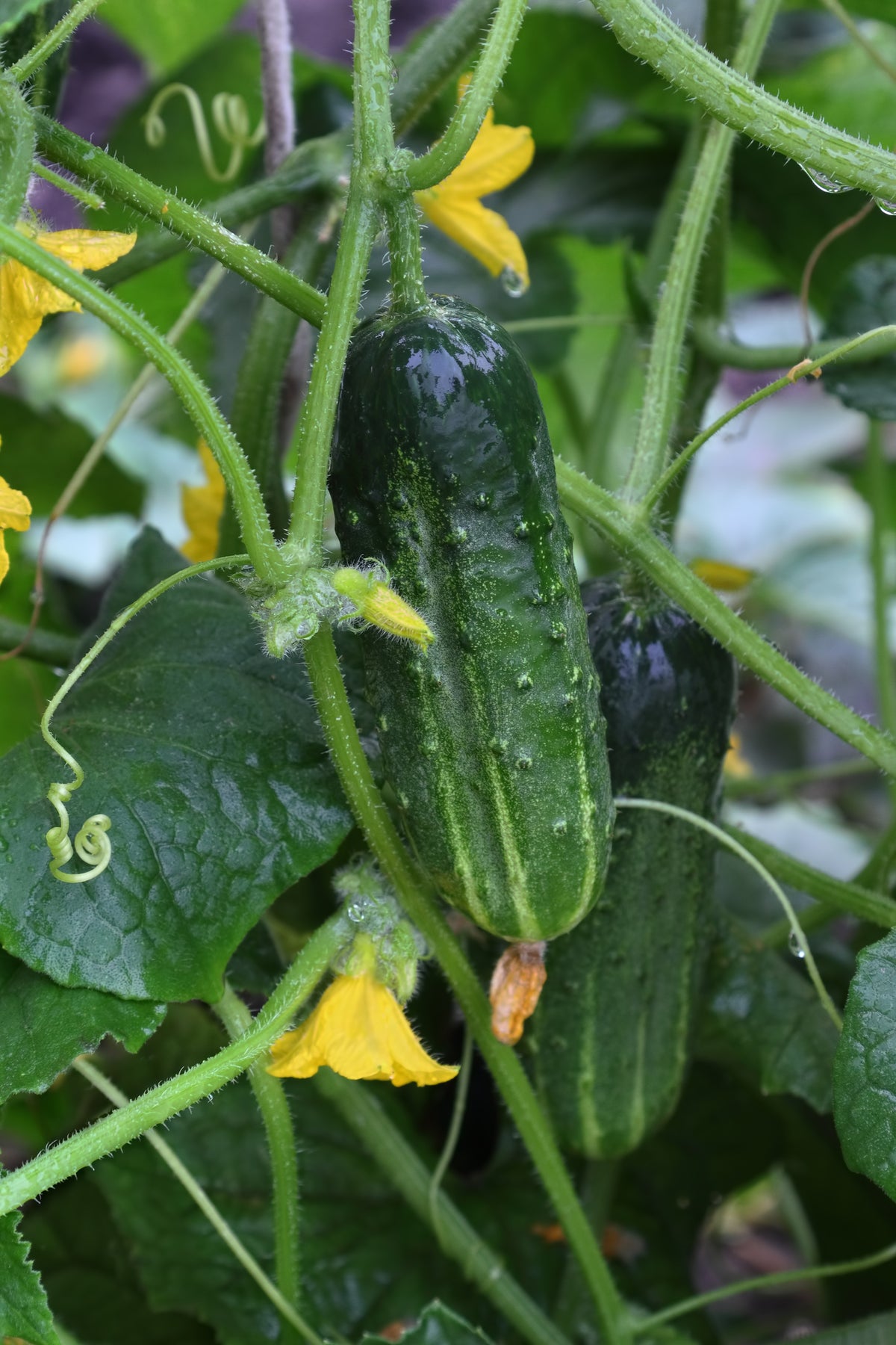 How to Grow Cucumbers from Seed