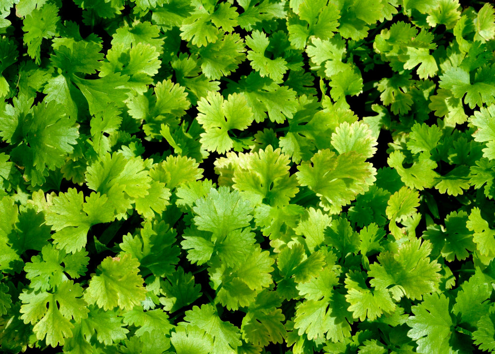 Coriander