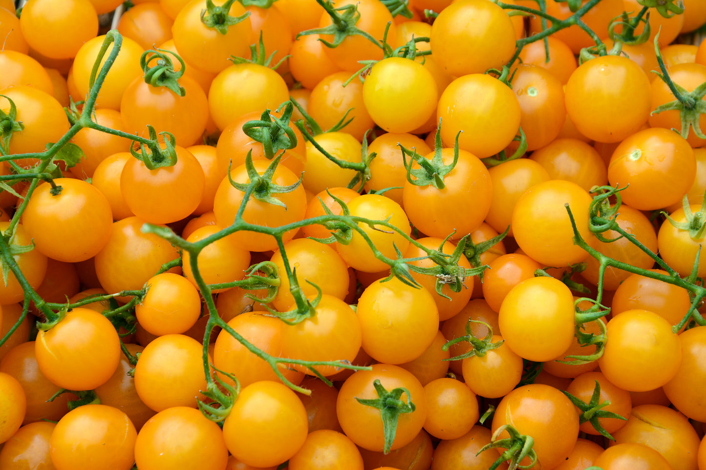 Tomato Tumbling Tom Yellow Seeds