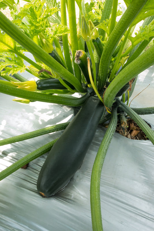 Courgette Black Beauty Seeds