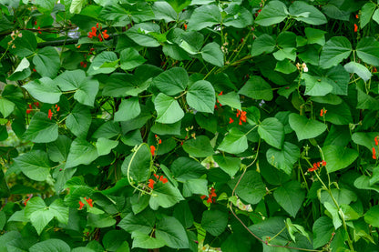 Runner Bean Firestorm Seed