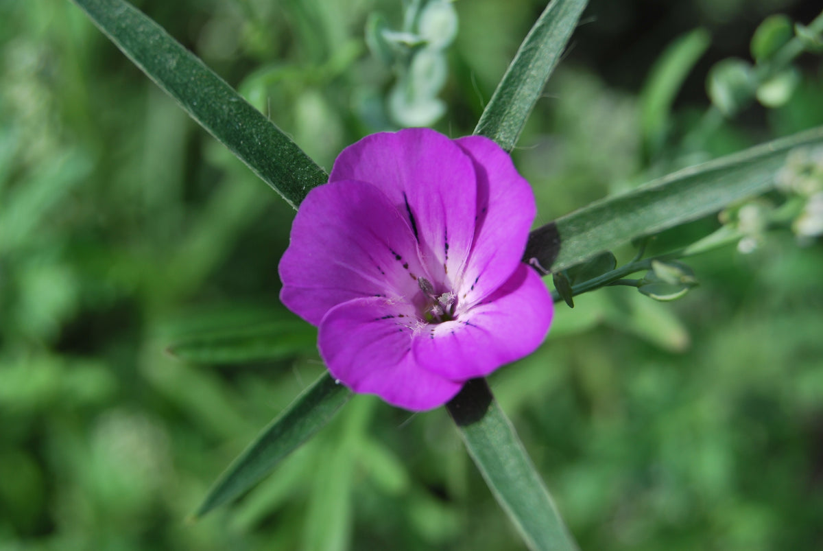 Cornfield Annual Wildflower Mix Seeds