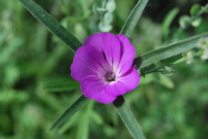 Cornfield Annual Wildflower Mix Seeds