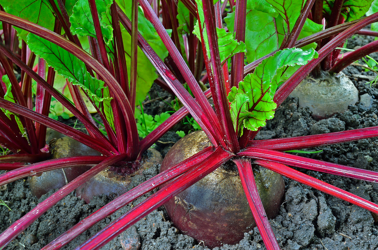 Beetroot Red Ace F1 Hybrid Seeds