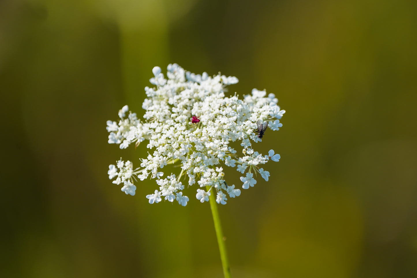 Ammi majus Seeds Bishops Flower