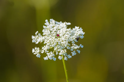 Ammi majus Seeds Bishops Flower