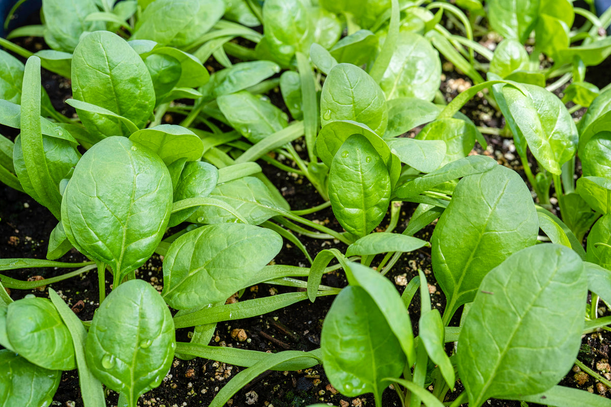 Spinach