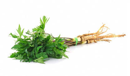Lovage Seeds – Perennial Celery Flavoured Herb