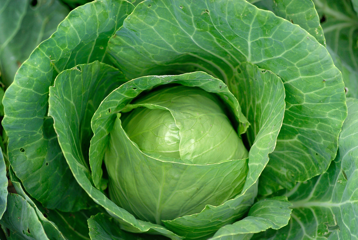 Organic Cabbage Enkhuizen Glory Seeds