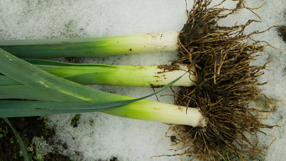Leek Giant Winter Seeds