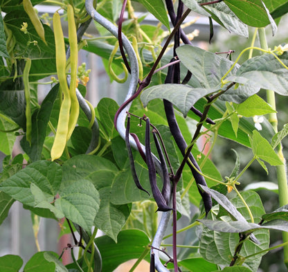 Climbing French Bean Cosse Violette Seeds – Purple Pod Variety