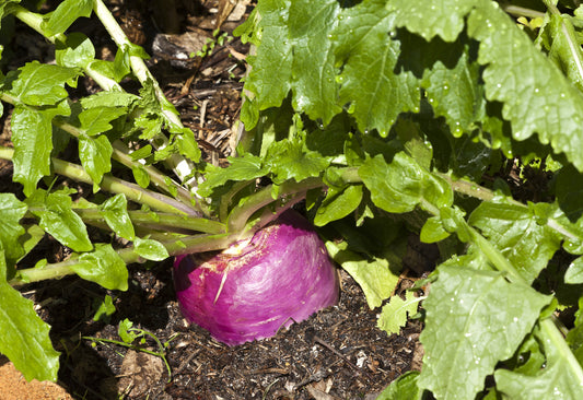 Suffolk Herbs Organic Vegetable Turnip Milan Purple Top 500 Seeds