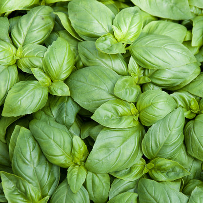 Organic Basil Classic Italian Seeds