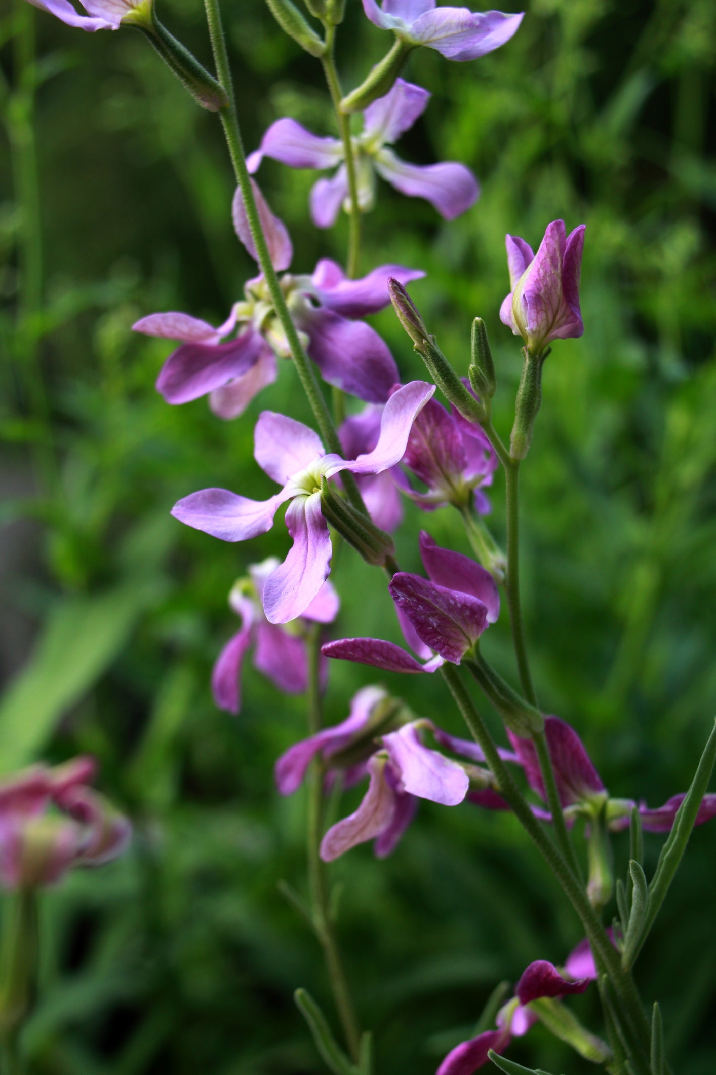 Night Scented Stock Seeds – Matthiola bicornis
