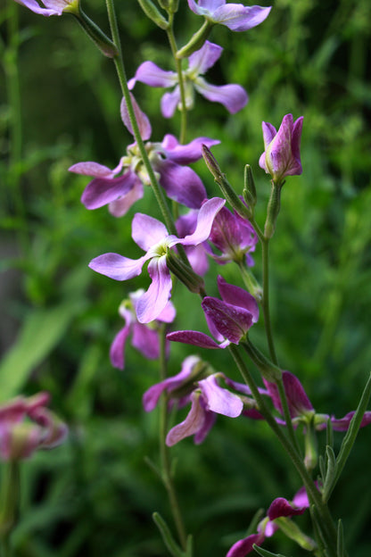 Night Scented Stock Seeds – Matthiola bicornis