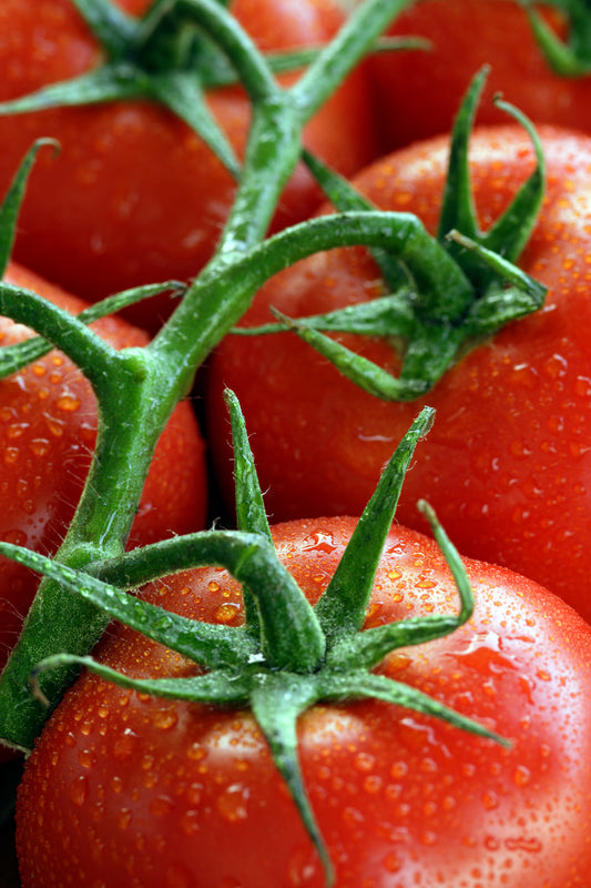 Tomato Shirley F1 Seeds