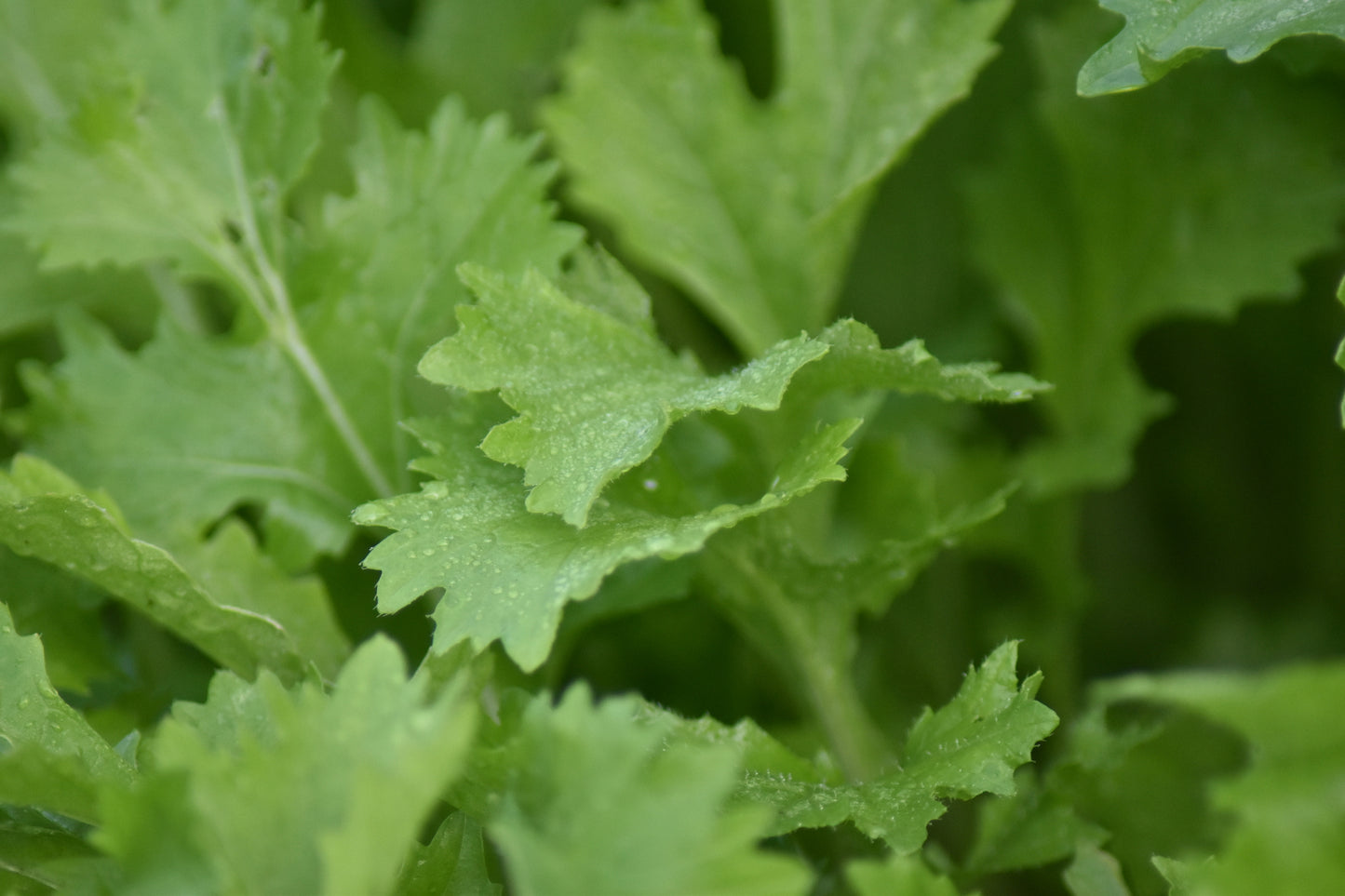 Organic Salad Namenia Seeds